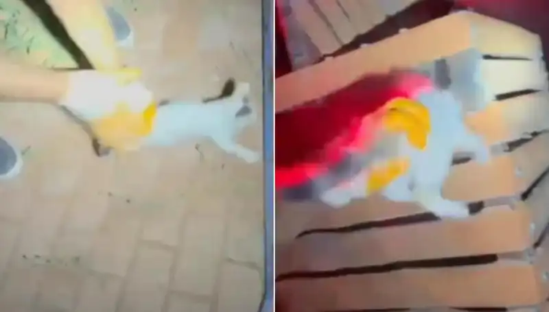 Gece Yarısı İtfaiye Ekibi Hayvanseverlik Göstermesiyle Kedi Kurtardı