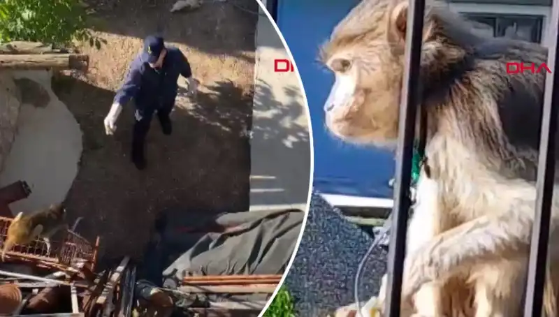 Muğla'da Şaşkınlığı Artıran Maymun Kovalamacası: Mahalle Sakinleri Peşinde!