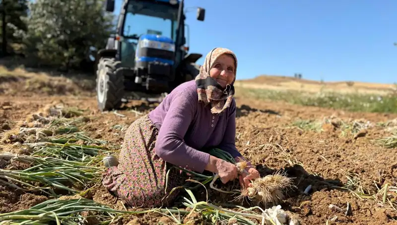 Selenyum Zengini Gıda: Tarlada Günlük 1200 Lira Kazanıyorlar!