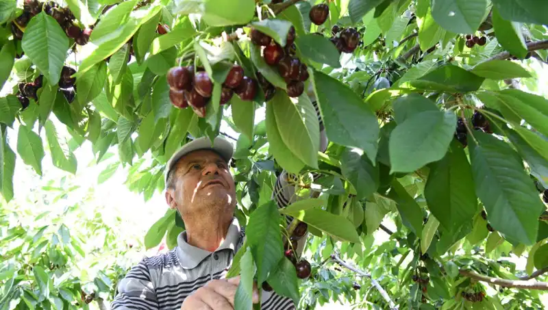 Lapseki Devi: Çay Bardağını Geçen Nadir Bir Mucize!