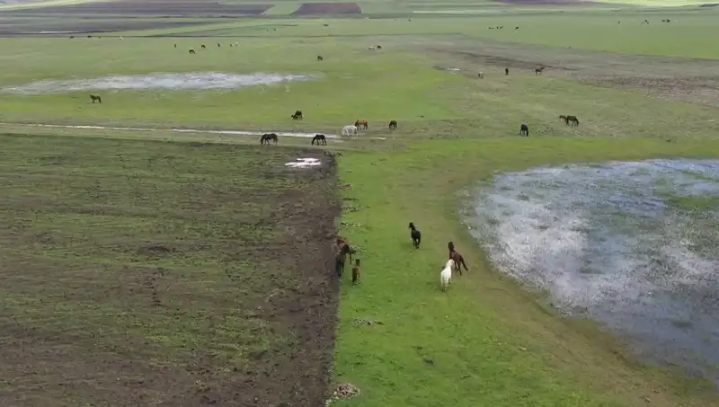 Kars’ın Doğal Güzelliklerinde Yılkı Atları ile Yeniden Doğuş