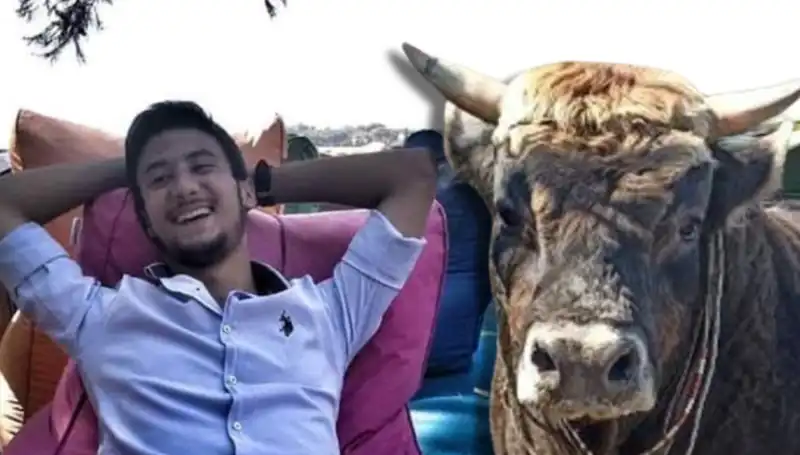 Aydın'da Güreş Boğası Hayatını Kaybetti: Olayın Perde Arkası Nedir?