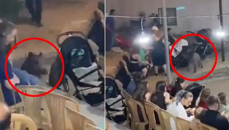 Yaban Domuzu Düğün Törenini Basınca Kaos Ortaya Çıktı!