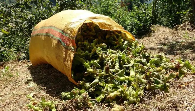 Giresun'da Fındık Hasadı Başladı: Beklentiler ve Zorluklar