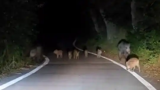 Elazığ'da Domuz Sürüsü Yolda İnsanları Şaşırttı!