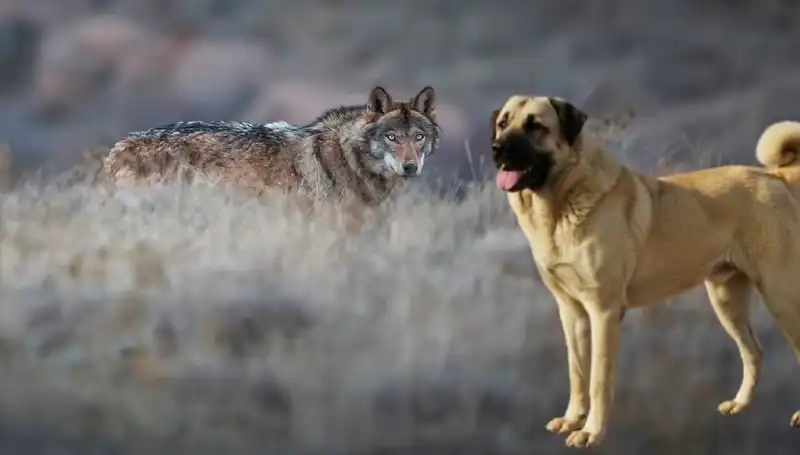 Kangal Köpeği Talebindeki Artışın Sebebi: Kurt Popülasyonunu Etkileyen Faktörler