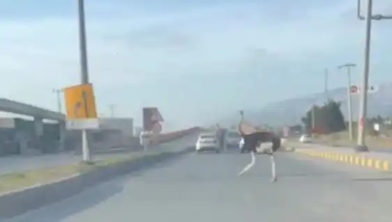 Trafikte Deve Kuşu Görülmesi: Sürücüler Şaşkınlığı Yaşadı!