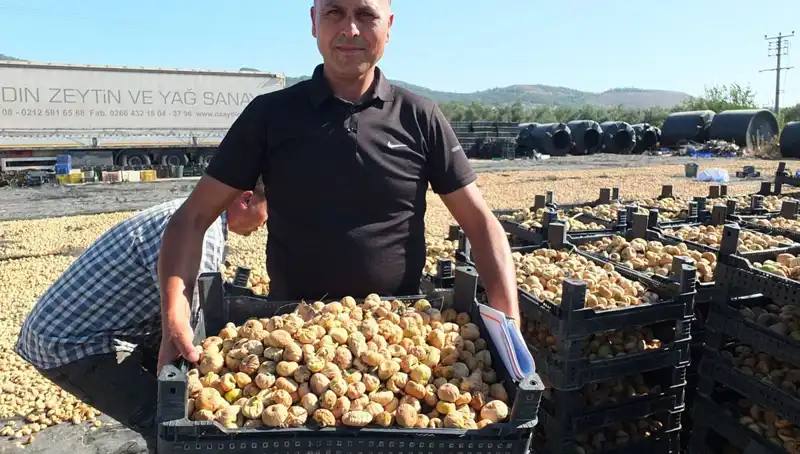 Balıkesir’de Hasat Sezonu Başladı: Çin ve Rus Pazarına İhraç Yolculuğu