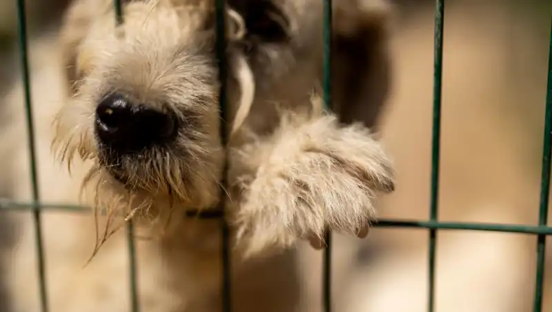 İş Stresi, Sadık Dostlarımızı da Etkiliyor: Köpekler Üzerindeki Yansımaları