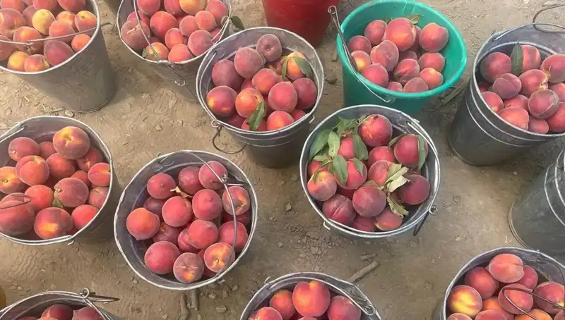 Türkiye'nin Hasat Sezonu: Çiftçilerin Yüzü Güldü, Fiyatlar 100 Lirayı Geçti!