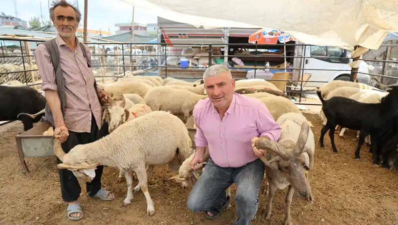 4 Boynuzlu Koçlar Kurban Pazarında Büyük İlgi Gördü