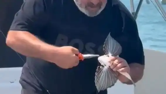 Saros Koyu’nda Nadir Görülen Kırlangıç Balığına Rastlandı!