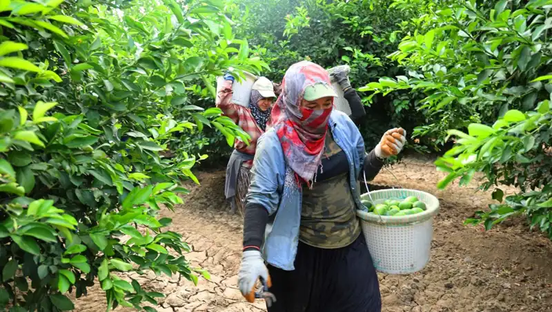 Markette Et Fiyatları Durulmuyor: Hasat Süreci Acılı Sonuçlar Doğurabilir mi?