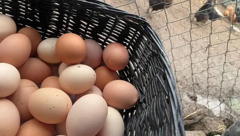Okullarda Beslenme Sorununu Çözecek: En Uygun Fiyattan Protein