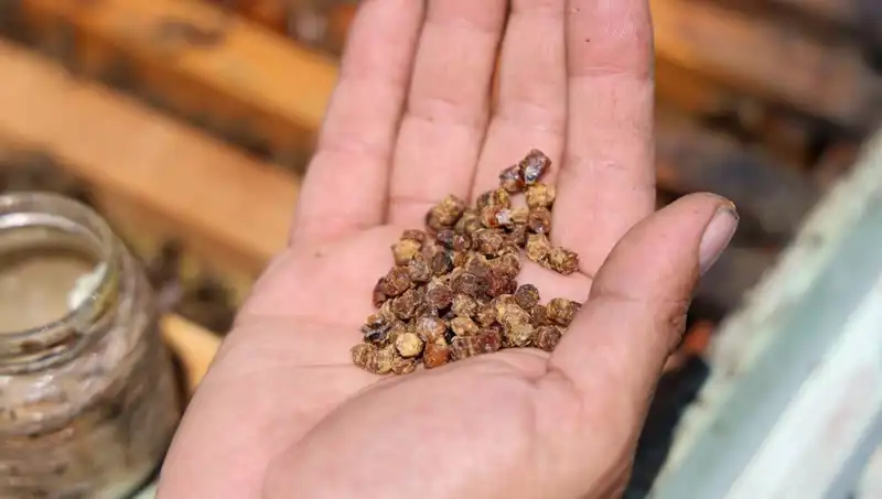 Eskiden Çöpe Atılan Gıda Şimdi Kilo Başına 3 Bin TL: Protein Zengini Besinlerin Yükselişi