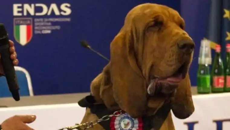 Arama Köpeğine Suikast: Çivili Sosisle Öldürülen Kahraman Canım