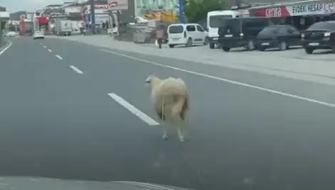 Yalova'da Kaçan Kurbanlık Hayvanlar Trafik Kaosuna Neden Oldu