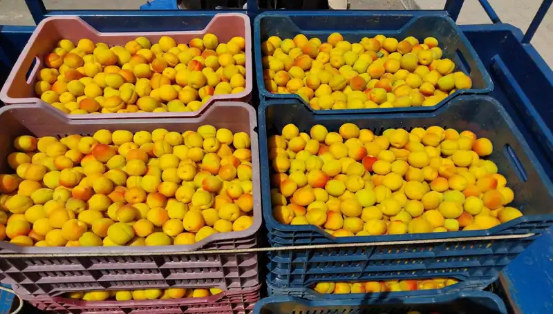 Bu Yılın İlk Hasatı: 500 TL’den Satıldı, Tarımda Yeni Bir Dönem Başladı